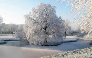Превью обои дерево, иней, пруд, мерзлый, лед, поверхность, зима, ива