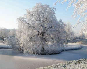 Превью обои дерево, иней, пруд, мерзлый, лед, поверхность, зима, ива