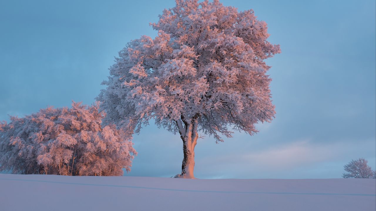 Обои дерево, иней, снег, зима, заснеженный