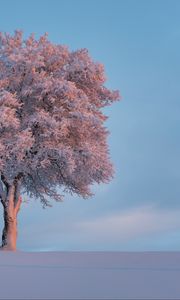 Превью обои дерево, иней, снег, зима, заснеженный