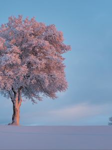 Превью обои дерево, иней, снег, зима, заснеженный