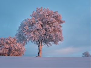 Превью обои дерево, иней, снег, зима, заснеженный