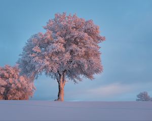 Превью обои дерево, иней, снег, зима, заснеженный