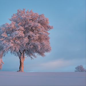 Превью обои дерево, иней, снег, зима, заснеженный