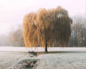 Превью обои дерево, ива, иней, мороз, зима, природа