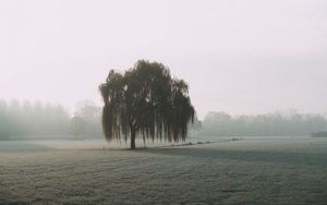 Превью обои дерево, ива, туман, поле, природа
