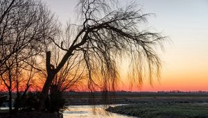 Превью обои дерево, ива, закат, ветви