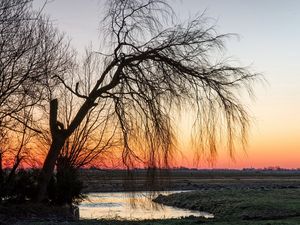 Превью обои дерево, ива, закат, ветви