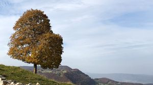 Превью обои дерево, камни, холмы, пейзаж