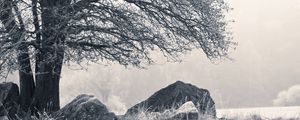 Превью обои дерево, камни, иней, туман, мороз, зима