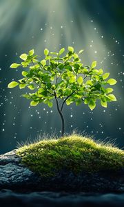 Превью обои дерево, камни, свет, блеск, природа