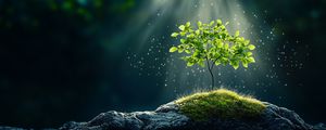 Превью обои дерево, камни, свет, блеск, природа