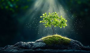 Превью обои дерево, камни, свет, блеск, природа