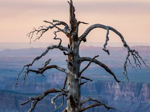 Превью обои дерево, каньон, сухой, природа