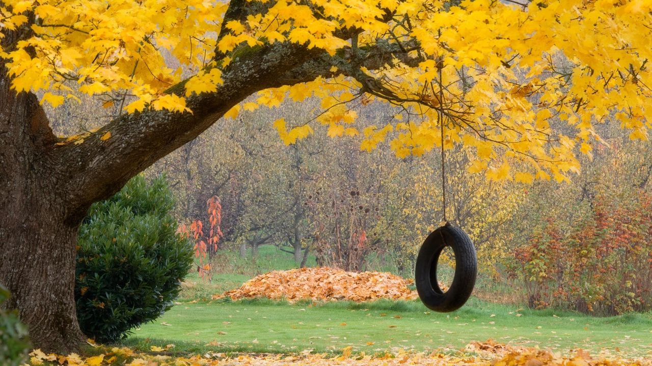 Обои дерево, клен, осень, качели, колесо, веревка, листья