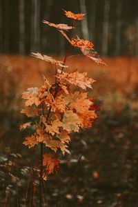 Превью обои дерево, клен, осень, листья, сухой