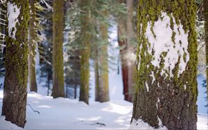 Превью обои дерево, кора, мох, снег