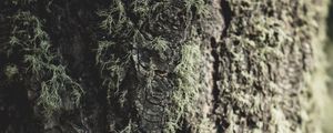 Превью обои дерево, кора, мох, макро, крупный план