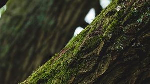 Превью обои дерево, кора, мох, фокус
