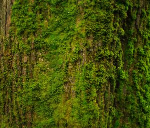 Превью обои дерево, кора, мох, текстура