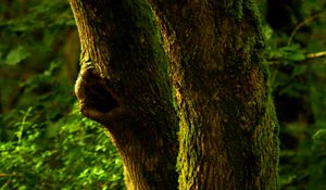 Превью обои дерево, кора, мох, лес, природа