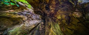 Превью обои дерево, кора, текстура, природа