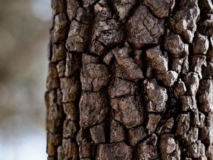 Превью обои дерево, кора, текстура, макро, коричневый