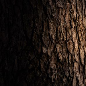 Превью обои дерево, кора, темный, текстура