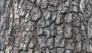 Превью обои дерево, кора, трещины, текстура