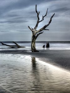 Превью обои дерево, коряга, побережье, море