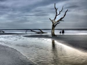 Превью обои дерево, коряга, побережье, море