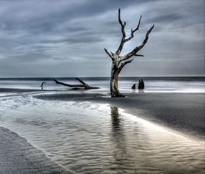 Превью обои дерево, коряга, побережье, море