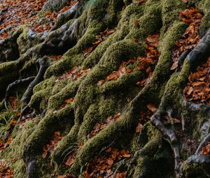 Превью обои дерево, корни, мох, листья, осень