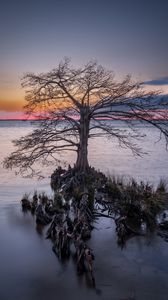 Превью обои дерево, корни, озеро, природа