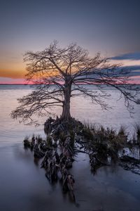 Превью обои дерево, корни, озеро, природа