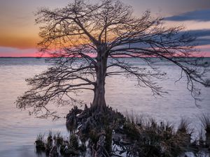 Превью обои дерево, корни, озеро, природа