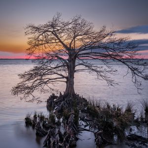 Превью обои дерево, корни, озеро, природа