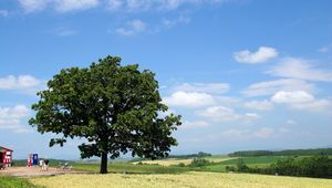 Превью обои дерево, крона, поле, люди, хозяйство