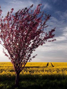 Превью обои дерево, куст, лето, поле, пейзаж, цветы, желтые, яркие