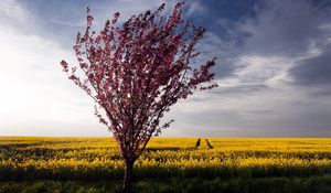 Превью обои дерево, куст, лето, поле, пейзаж, цветы, желтые, яркие