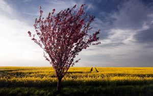 Превью обои дерево, куст, лето, поле, пейзаж, цветы, желтые, яркие