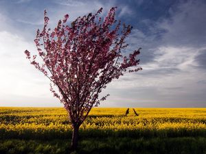 Превью обои дерево, куст, лето, поле, пейзаж, цветы, желтые, яркие