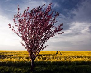 Превью обои дерево, куст, лето, поле, пейзаж, цветы, желтые, яркие