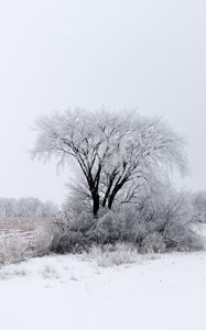 Превью обои дерево, кусты, поле, снег, зима