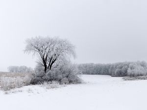 Превью обои дерево, кусты, поле, снег, зима