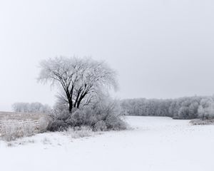 Превью обои дерево, кусты, поле, снег, зима