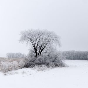 Превью обои дерево, кусты, поле, снег, зима