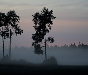 Превью обои дерево, кусты, туман, природа