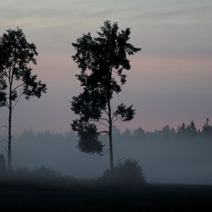 Превью обои дерево, кусты, туман, природа