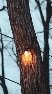 Превью обои дерево, лампочка, свет, свечение, освещение